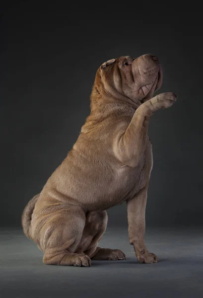 Adorável retrato sharpei — Fotografia de Stock