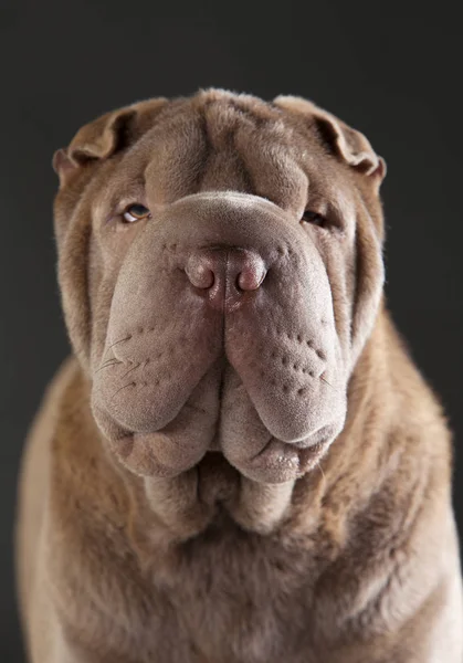 Beautiful Sharpei portrait — Zdjęcie stockowe