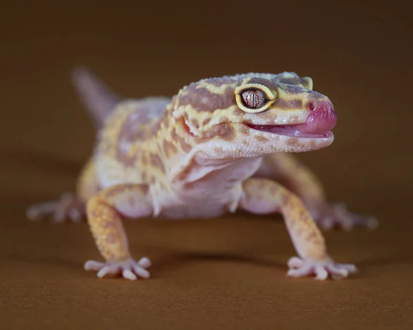 Gecko mostrar la lengua — Foto de Stock