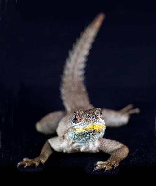 Iguana Macro em estúdio — Fotografia de Stock