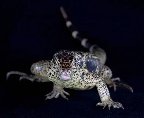 Retrato de lagarto de Varan — Fotografia de Stock