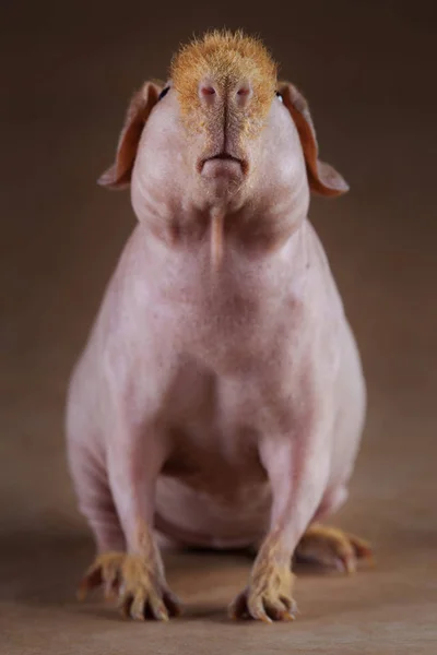 Retrato de porco guineense — Fotografia de Stock