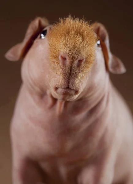 几内亚猪肖像 — 图库照片