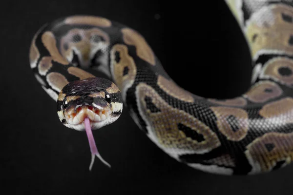 Python 蛇肖像 — 图库照片