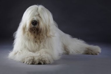Rus çoban köpeği portre