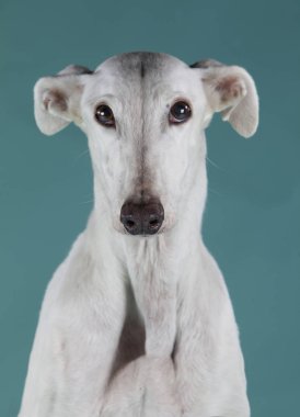 Beyaz greyhound köpek 