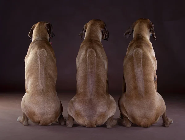 Amigos Rhodesian Ridgeback cão — Fotografia de Stock