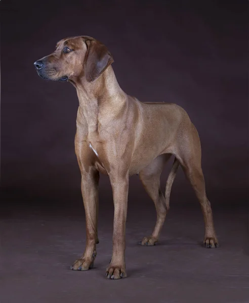 Rhodesian cão ridgeback — Fotografia de Stock