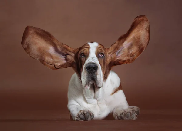 Basset hound hears up — стоковое фото