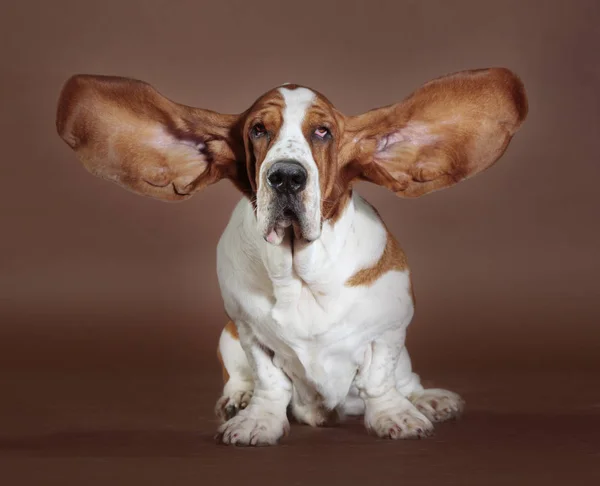 Basset hound orelhas stand — Fotografia de Stock