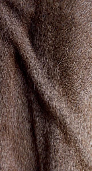 Rodezya ridgeback köpek — Stok fotoğraf
