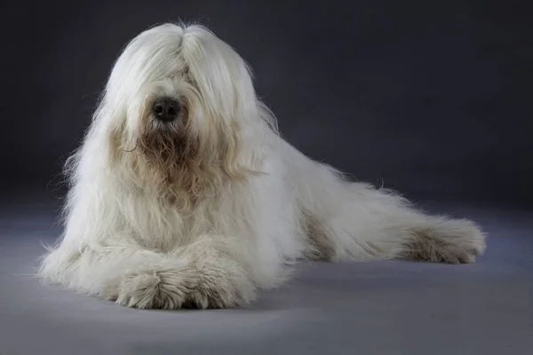 Retrato de cão pastor russo — Fotografia de Stock