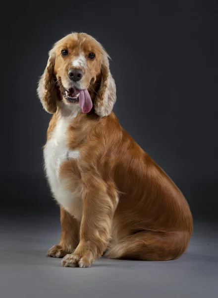 Cocker Spaniel cão — Fotografia de Stock
