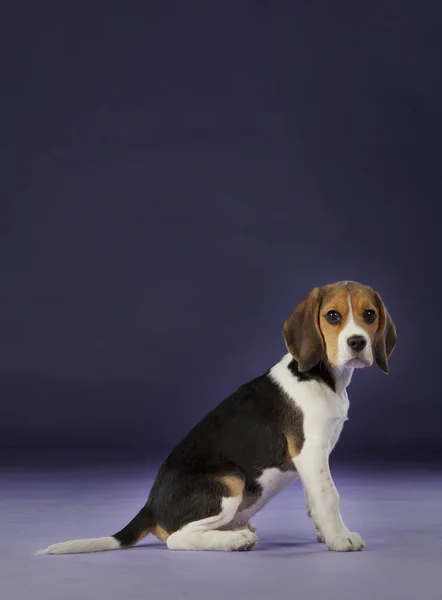 Beagle dziecko bokiem — Zdjęcie stockowe