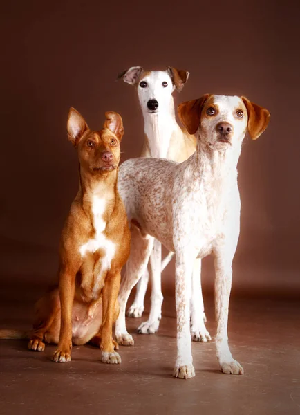 Três cão galgo Fotos De Bancos De Imagens