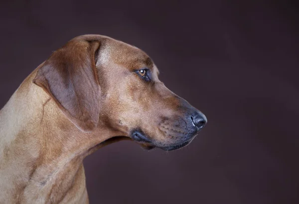 Rhodesian cão ridgeback Fotos De Bancos De Imagens