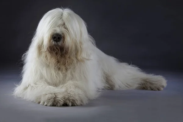Retrato de cão pastor russo Fotos De Bancos De Imagens