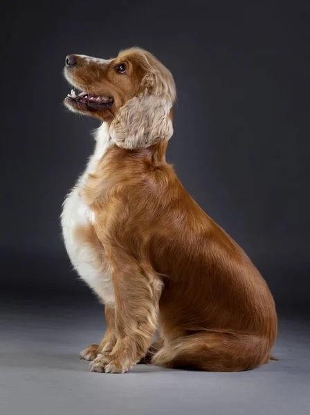 Cocker Spaniel cão Imagens De Bancos De Imagens