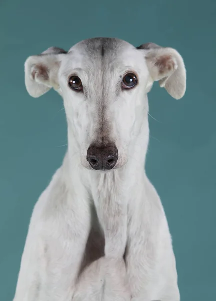 Cão-galgo branco Fotos De Bancos De Imagens Sem Royalties