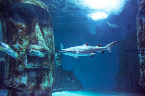 Shark swimming in an aquarium