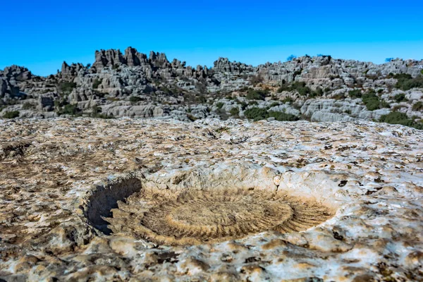 Szczegóły Skamieniałości Amonitu Torcal Antequera Maladze Hiszpania Imponujący Krasowy Krajobraz — Zdjęcie stockowe