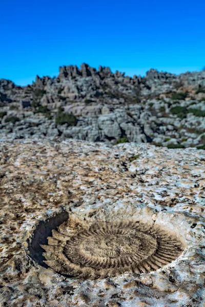 スペイン マラガのトルカル アンテケラのアンモナイト化石の詳細 珍しい石灰岩の地形の印象的なカルスト地形 — ストック写真