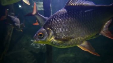 Büyük bir balığın (Black Pacu, tambaqui (Colossoma makropomum) bir akvaryumda yakın çekim
