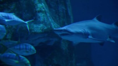 bir akvaryum içinde yüzme köpekbalığı