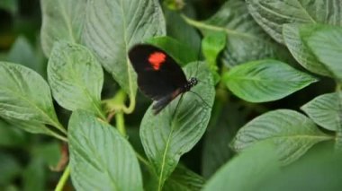 Heliconius Melpomene (postacı kelebeği) izne çıktı