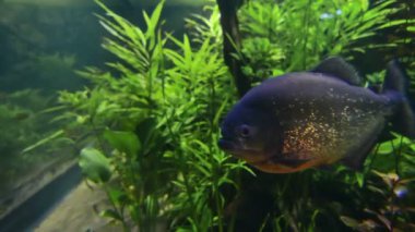 Bir akvaryumda kırmızı karınlı piranha (Pygocentrus nattereri). Yavaş çekim.