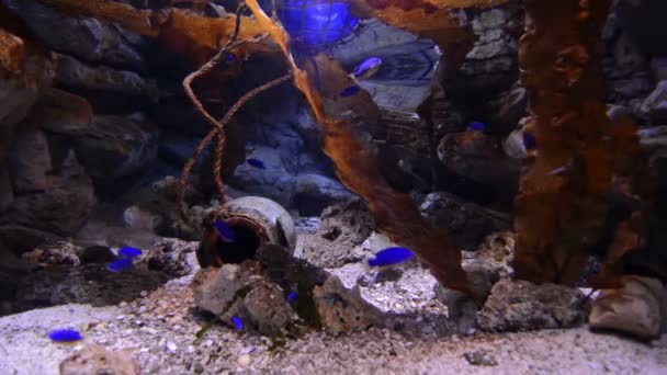 在一家水族馆的鱼 — 图库视频影像