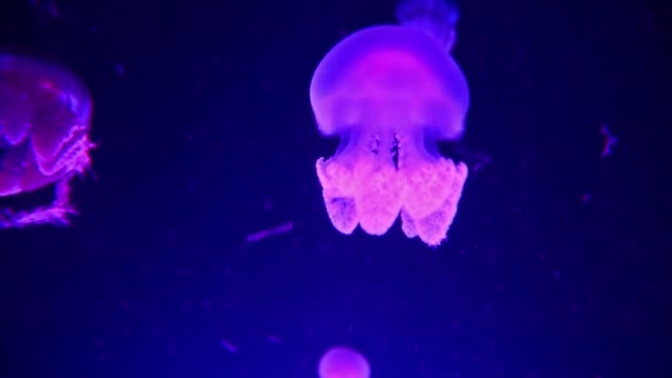 Meduse Acquario — Video Stock