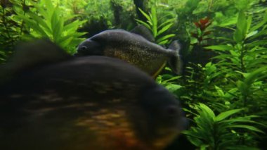 Bir akvaryumda kırmızı karınlı pirana (Pygocentrus nattereri).