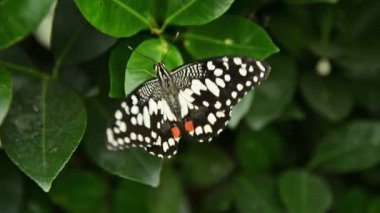 Papilio Demoleus (Commom limonu) izne çıktı