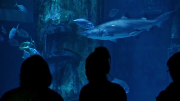 Gente Mirando Tiburones Acuario — Vídeos de Stock