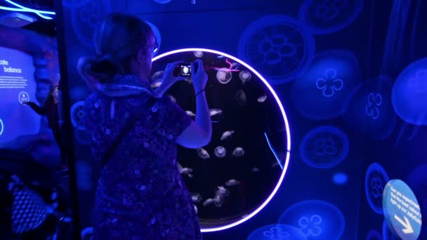 Londra Ağustos 2017 Kadın Bir Akvaryumda Denizanasının Aurelia Akvaryumu Fotoğraflarını — Stok video