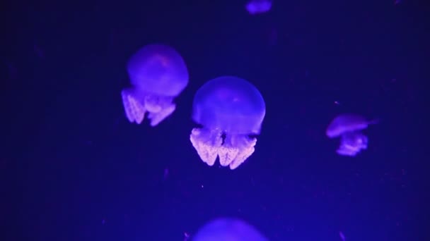 Medúzy Akvárium — Stock video