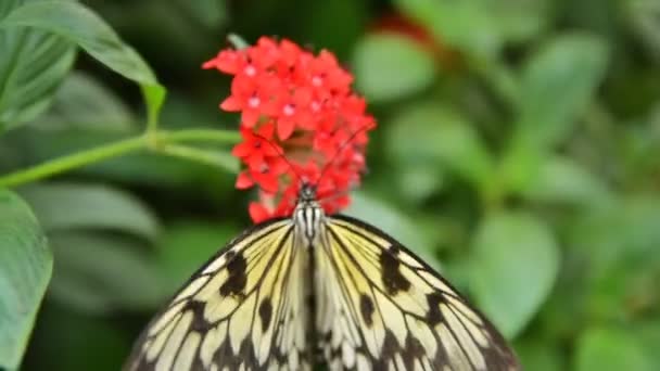 Idea Leuconoe Cometa Papel Mariposa Comiendo Néctar Una Flor — Vídeo de stock