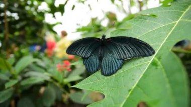 Papilio Memnon erkek (Büyük Mormon) kelebek izne çıktı