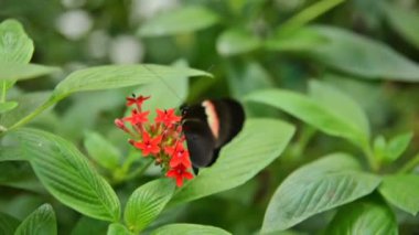 Heliconius Melpomene (postacı kelebeği) izne çıktı
