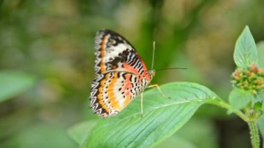 Cethocia Biblis (Kırmızı dantel kanatlı) Kelebek