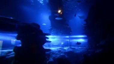 Londra, Birleşik Krallık. Ağustos 2017. İnsanlar akvaryumdaki cam tüneldeler.