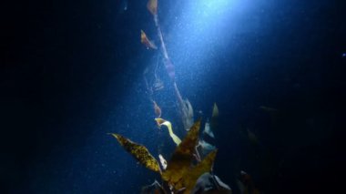 bir akvaryumda balık