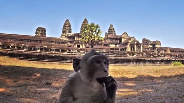 Μαϊμού Στο Angkor Wat Ναό — Αρχείο Βίντεο