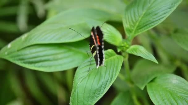 Heliconius Melpomene Postbode Vlinder Vlinder Met Verlof — Stockvideo