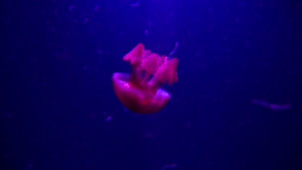 Meduse Acquario — Video Stock