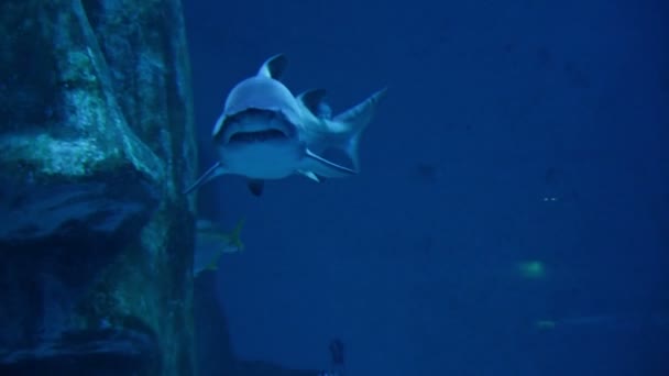 游泳在水族馆中的鲨鱼 — 图库视频影像