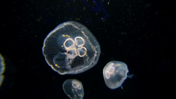 Månmaneter Aurelia Aurita Ett Akvarium — Stockvideo