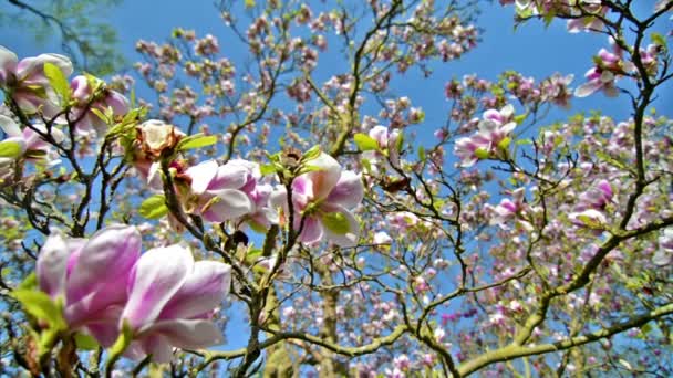 Magnolia Veitchii Aus Nächster Nähe — Stockvideo
