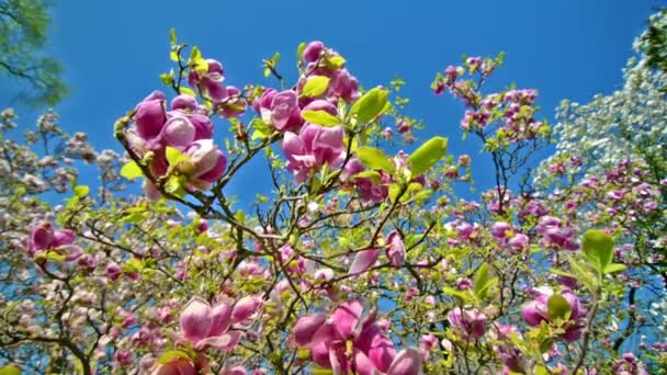 Magnolia Soulangeana Από Κοντά — Αρχείο Βίντεο